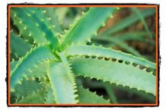 Aloe vera o planta universala cu proprietati terapeutice miraculoase
